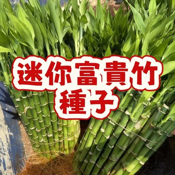 迷你富貴竹種子 室內招財盆栽 開運竹 幸運竹 小盆景 辦公室綠植 水耕土耕皆宜 發財竹 觀葉植物 種子包
