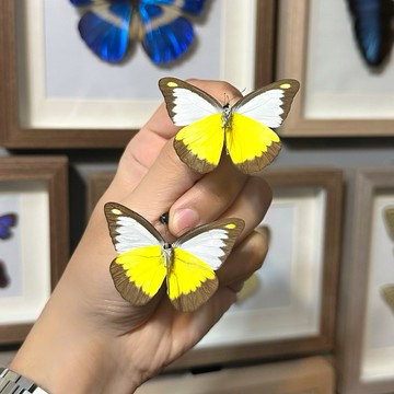 🦋巧克力信天翁蝶🦋（1隻20元）（20隻以上18元） 蝴蝶 昆蟲 模型 乾貨三角紙包裝 #非活體 #類模型 #藝術品