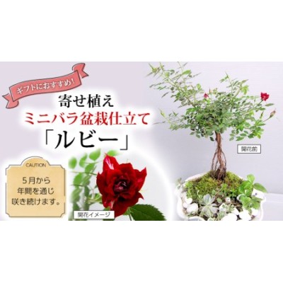 寄せ植え盆栽の検索結果 | LINEショッピング