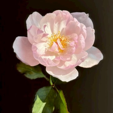🌹【斯卡布月季種子】🌹 YJ-53現貨速發 多年生玫瑰種子  多頭豐花濃香飽滿 庭院陽台室內外盆栽花卉 綠植切花種籽