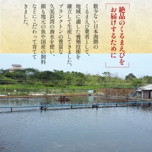 車海老／生きたまま直送！京都・丹後の活きくるまえび 800g（26〜40尾）活 車海老をご自宅に！車海老 刺身 大きめ 生 車海老 生食用