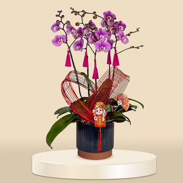 大花蝴蝶蘭安娜5棵 (1137) 蘭花 新春蘭花 年花 自家蘭花園種植