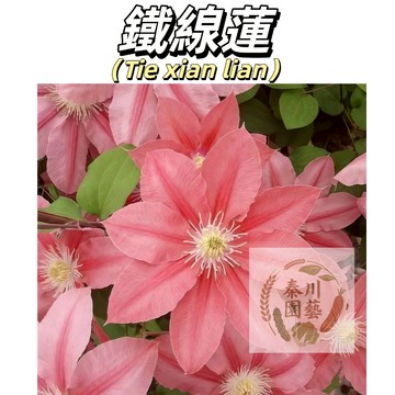 【現貨速發】鐵線蓮種子 陽台盆栽庭院攀援花卉 重辦大花爬藤植物 四月季庭院陽台藤本開花超美 新手易種植#林木花卉種植