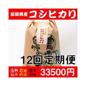 お米 5kg 白米 送料無料 新潟県糸魚川産 コシヒカリ 新米 令和5年度産 12回定期便