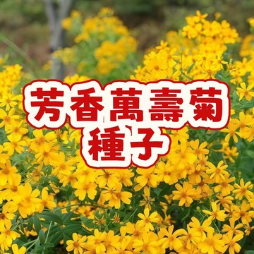 次日達-（芳香萬壽菊種子）當季新籽 發芽率高 開花爆盆 耐寒耐熱耐旱 花卉陽台庭院四季開花 #超優惠