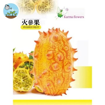 【原廠包裝】稀有火參果種子｜免冷藏發芽率高！自產奇異金黃果實，口感像小黃瓜+香蕉＋檸檬，清爽多汁，台灣氣候全年可種。