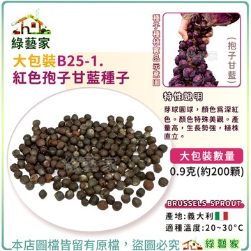【綠藝家】大包裝B25-1.紅色孢子甘藍種子0.9克(約200顆) (抱子甘藍) 甘藍種子 蔬菜種子 芽球圓球，