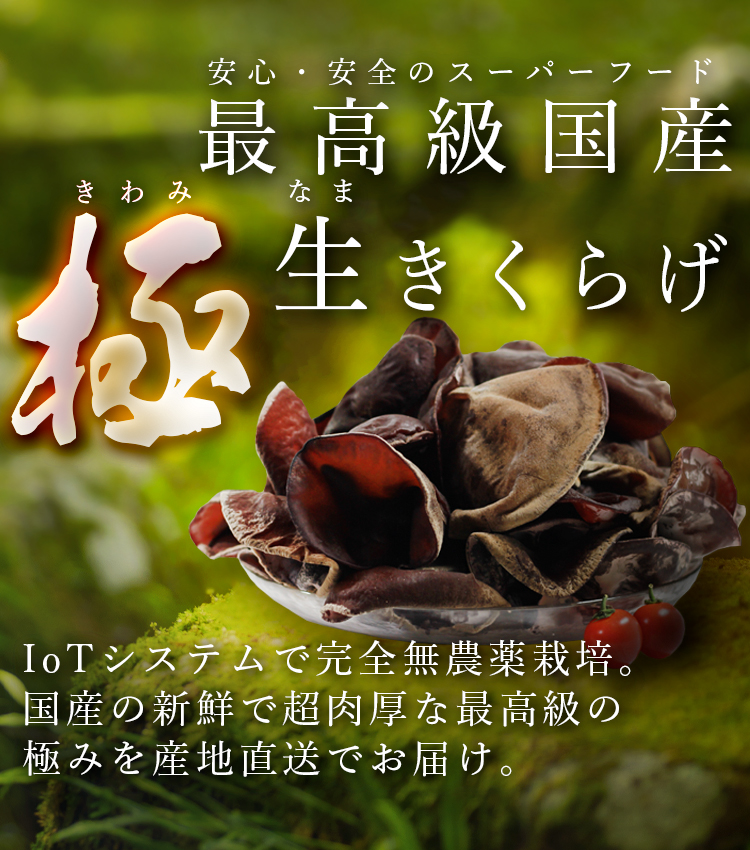 ＜オープン記念！期間限定お試しサイズ＞産地直送 最高級国産500g