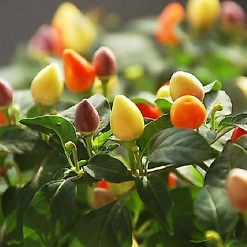七彩辣椒種子｜多品種辣椒 指天椒 薄皮椒 四季開花結果 農家蔬菜種子 陽台盆栽 台灣現貨