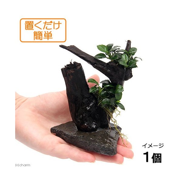 水草 置くだけ簡単 レイアウト流木 アヌビアスナナ プチ付 １個 通販 Lineポイント最大0 5 Get Lineショッピング