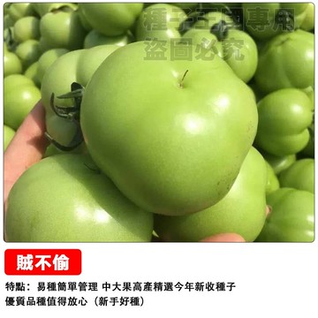 賊不偷番茄種子 青番茄種子~口感鮮甜脆~青柿子~東北綠番茄~ 鮮食料理 耐熱強 結果豐碩 易種蔬菜種子#tomato