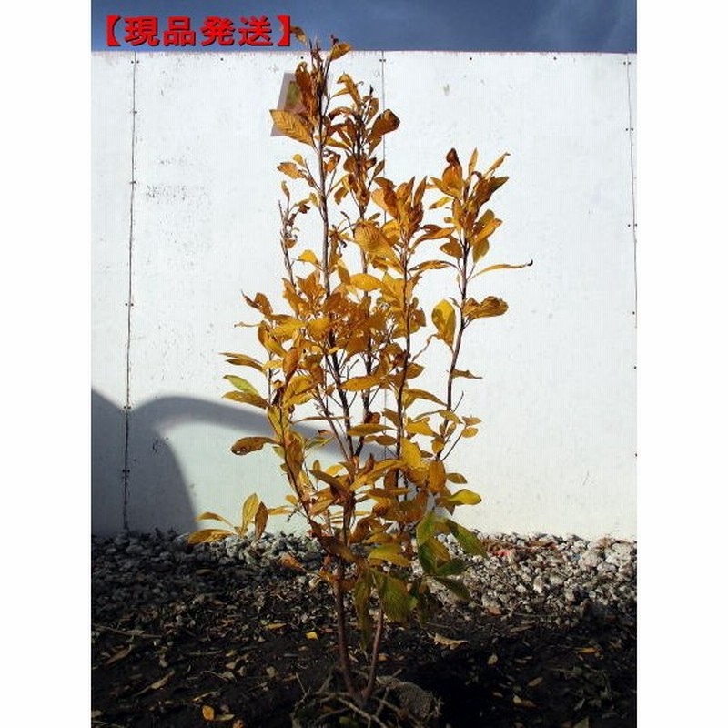 現品発送 アメリカリョウブ ルビースパイス シンボルツリー 樹高1 5 1 7m 根鉢含まず 庭木 植木 落葉樹 通販 Lineポイント最大0 5 Get Lineショッピング