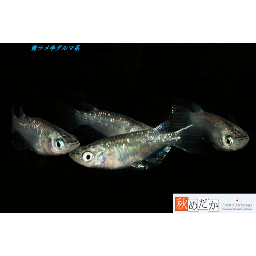 紅帝ダルマメダカ 若魚1ペア 弱から