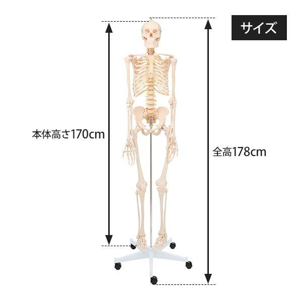 人体模型 骨格模型 等身大 間接模型 骨格標本 骨模型 骸骨模型 人骨模型 骨格 人体 モデル ヒューマンスカル 骸骨 ガイコツ 可動 靭帯 7ウェルネ 全身骨格模型