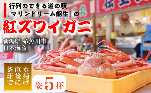 2024年3月以降出荷予約紅ズワイガニ×5杯 日本海直送 紅ずわいがに 姿 新潟県糸魚川 マリンドリーム能生のカニ屋横丁からお届け！ ベニズワイガニ お届け日指定可能