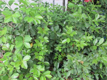 榕樹菝仔(台灣種植)