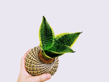 虎紋金邊虎尾蘭苔球│室內植物│陽台植物│觀葉植物