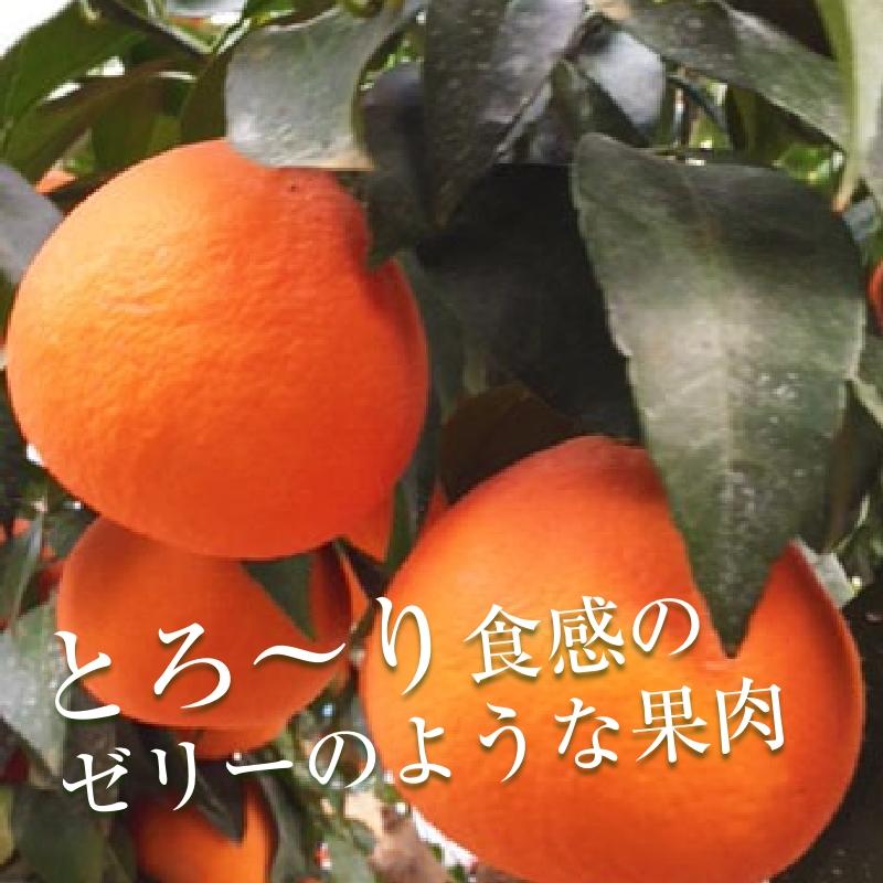 みかん 愛媛まどんな まどんな 家庭用 約4.5kg 愛媛産 送料無料 産地直送 柑橘 フルーツ 果物 お歳暮 2023 お歳暮2023 ギフト グルメ