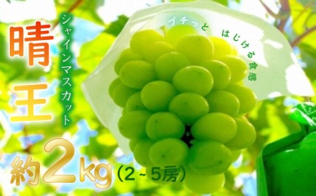 岡山県産シャインマスカット「晴王」　秀品　大房　（約2kg・2～5房程度）（令和６年8月中旬以降発送）