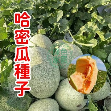 💥💥【哈密瓜種子】獨家爆甜哈密瓜種子！陽台盆栽輕鬆種，碩果累累、鮮甜多汁！限時優惠，搶購享自然豐收樂趣！