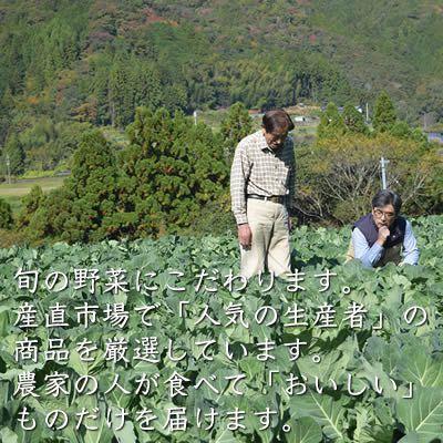 ふるさと納税 香美市 旬の採れたて野菜セット　10品目「新鮮だから美味しい!」