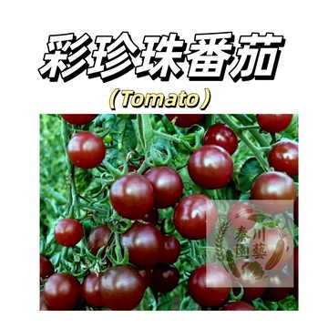 嘉義現貨（彩珍珠番茄種子FQ-21）水果西紅柿 彩色櫻桃小番茄生吃小多汁高產盆栽果菜蔬菜種子#tomato