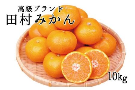 果物 フルーツ くだもの みかん   高級ブランド田村みかん 10kg サイズお任せ ※2023年11月下旬頃～2024年1月下旬頃に順次発送(お届け日指定不可)