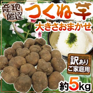 産地厳選 ”つくね芋・山の芋” 訳あり 約5kg 大きさおまかせ 山芋 大和芋 やまいも 送料無料