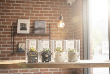 手作仿真龍舌蘭黏土盆