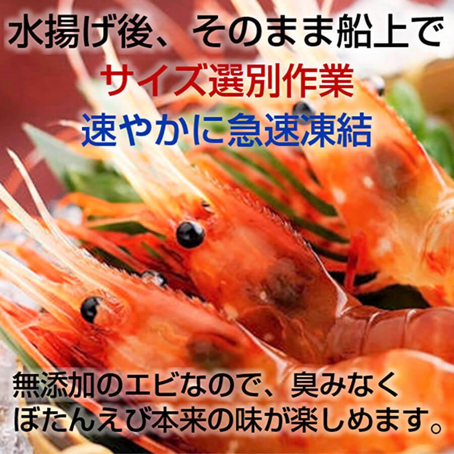 ボタンエビ ボタン海老 特大 牡丹海老  特大 えび 刺身用  500g 8尾前後