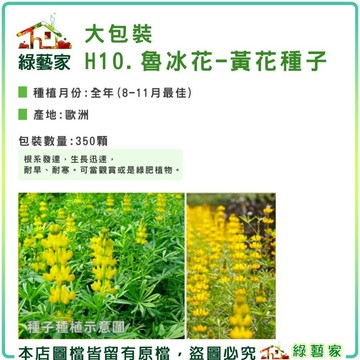 【綠藝家】大包裝H10.魯冰花(黃花)種子350顆(花卉種子)