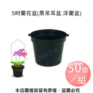 5吋蘭花盆(黑吊耳盆.洋蘭吊盆) 50個/組