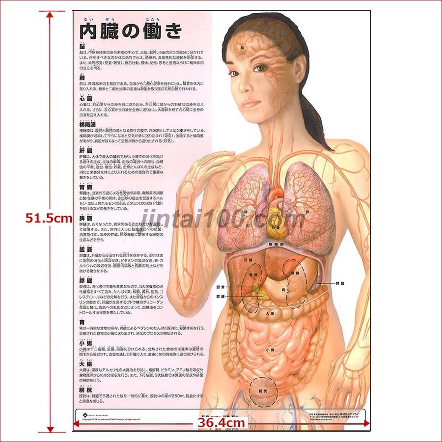内臓の働き J8xp 人体図 医学ポスター 世界一流のメディカルイラスト 通販 Lineポイント最大0 5 Get Lineショッピング