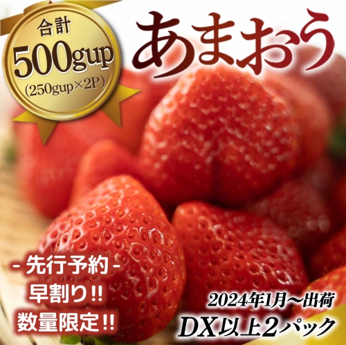 MZ036 福岡県産 あまおう 500ｇup（250gup×2パック ） 2024年1月上旬3月下旬にかけて順次発送予定