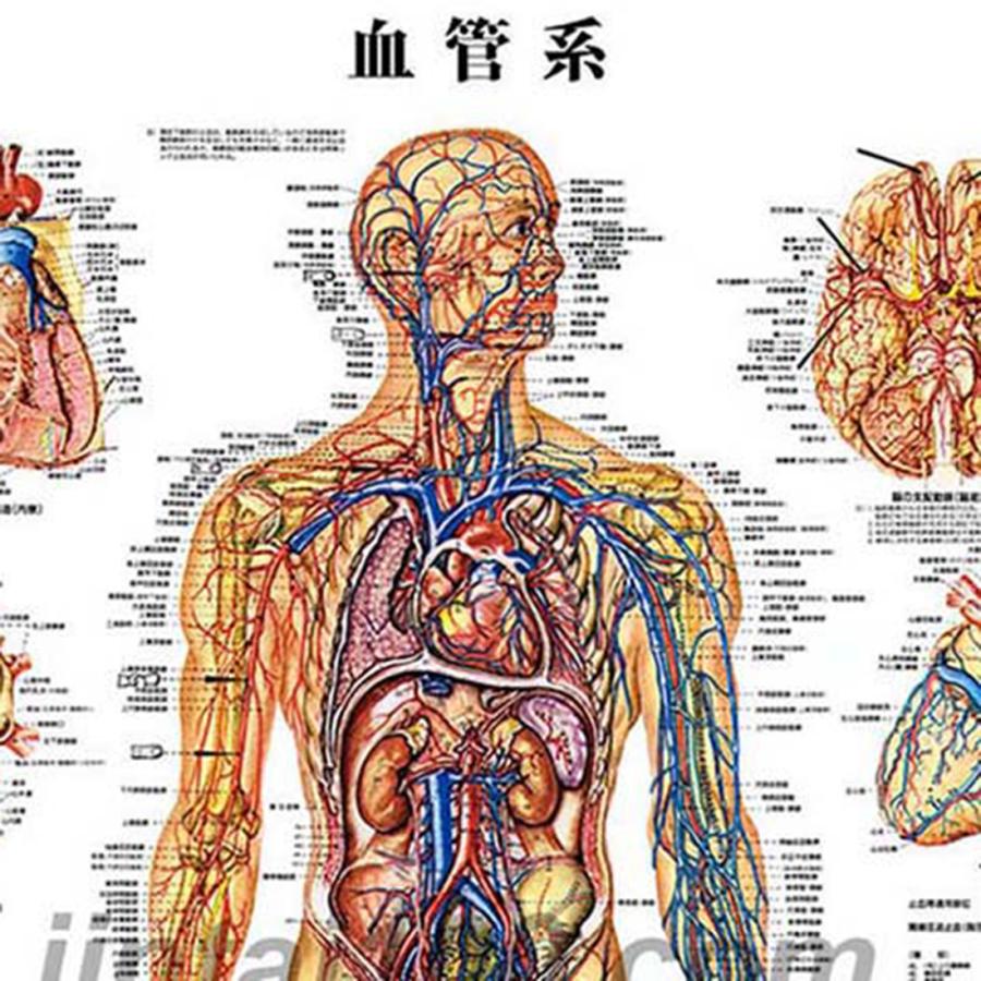 「血管系」 医学ポスター ポスターB2サイズ  人体解剖学図ポスター 医学チャート