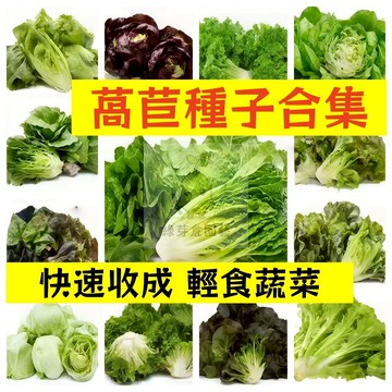 🌱【現貨-隔日到店】16款萵苣種子合集 青菜盆栽常見品種高產 速生蔬菜 新手短期收成 生菜 大陸妹菜全年可栽培葉菜類種子
