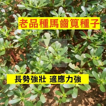 🌱早熟高產 老品種馬齒筧種植MCJ-3 生長勢強 不挑土壤 長壽菜 耐旱 五行草 母豬菜 藥 田園庭院盆栽蔬菜種子