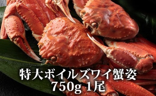 蟹味噌！垂涎の的！特大ボイルズワイ蟹姿 750g 1尾 [1616]