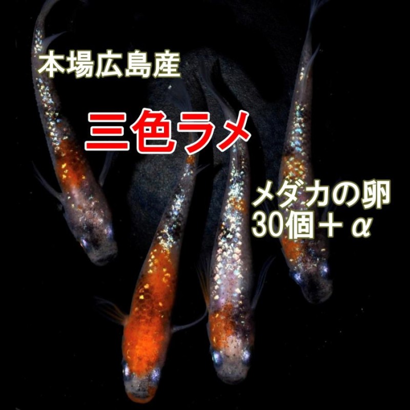 めだか 三色ラメ 卵 30個 広島産 メダカ レインボー 虹色 光る 最高級 | LINEブランドカタログ