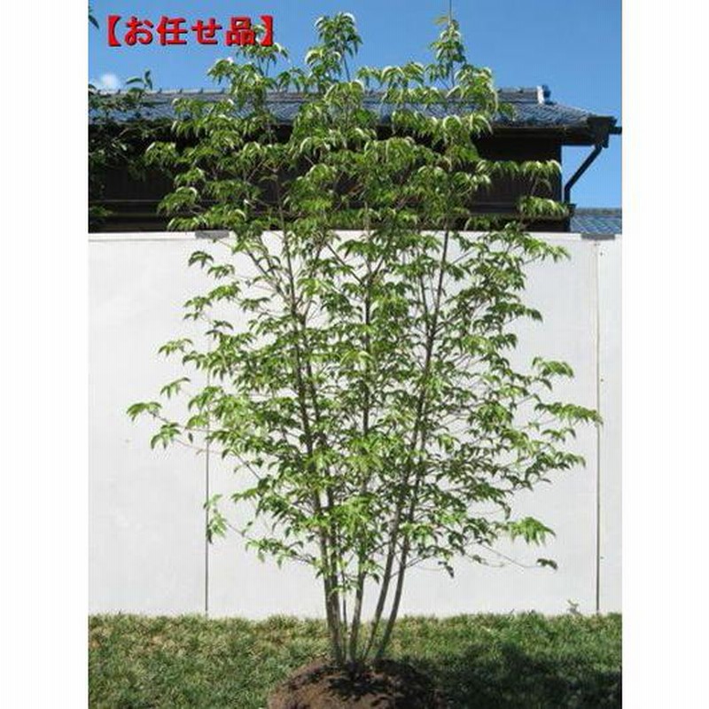 シロモジ/株立ち【現品発送】管理70853 楽天市場】【現品発送】シロモジ 株立樹高1.5-2.0m(根鉢含まず