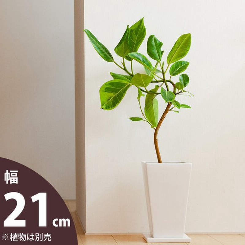 縦長スクエア陶器鉢 21cm 白 植木鉢 鉢 陶器鉢 おしゃれ モダン Cb28mu 通販 Lineポイント最大0 5 Get Lineショッピング