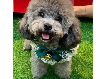 【iC原創】網紗寵物圍兜墨綠色鈴鐺