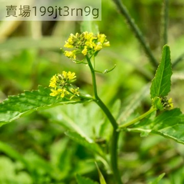 🌿【野生葶藶子種子】🌿 （150粒裝）新貨獨行菜 中藥材種子  娘蒿種籽 停力 麥蒿種孑