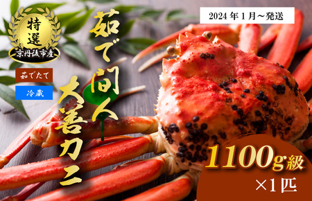 京丹後市産 未冷凍 茹で間人ガニ大善ガニ 特選 1100g級 1匹（2024年1月～発送）