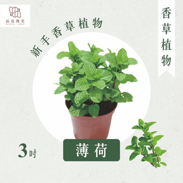 【拈花微笑】薄荷｜3吋｜香草植物｜食用植物｜調味料｜泡茶飲用｜沙拉｜甜點｜藥用｜精油｜觀賞｜熱銷植物｜明星植物