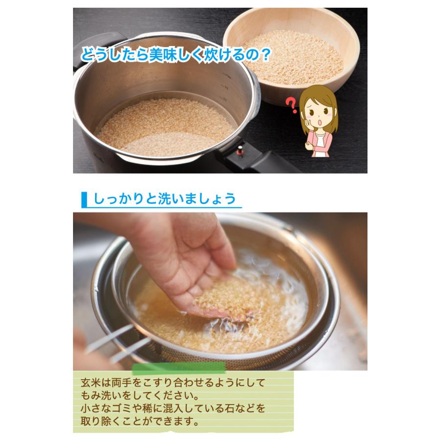 玄米 令和５年産 福井県産コシヒカリ20kg 単一原料米 栄養満点 お米 安い 10kg×2 送料無料