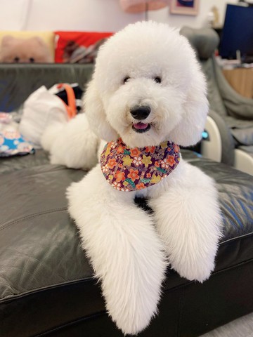 雙面三角巾 貓狗項圈 四合扣  紫色日式花配搭動物也愛吃圖案