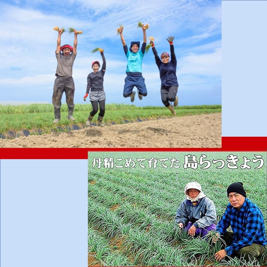 島らっきょう生 50g×12P でいごフーズ 沖縄県産 島ラッキョウ 黒糖みそ付き