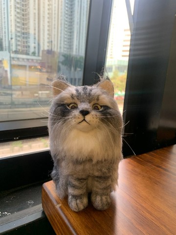 氈你丨灰虎斑長毛貓丨仰望站姿款