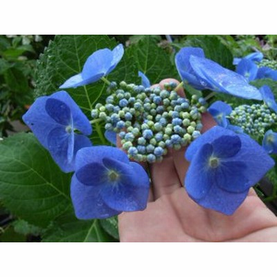 山アジサイ ブルースカイ 大苗 通販 Lineポイント最大get Lineショッピング